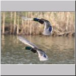 Anas platyrhynchos - Stockente 19.jpg